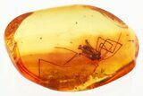 Detailed Fossil Spider (Araneae) In Baltic Amber #330709-1